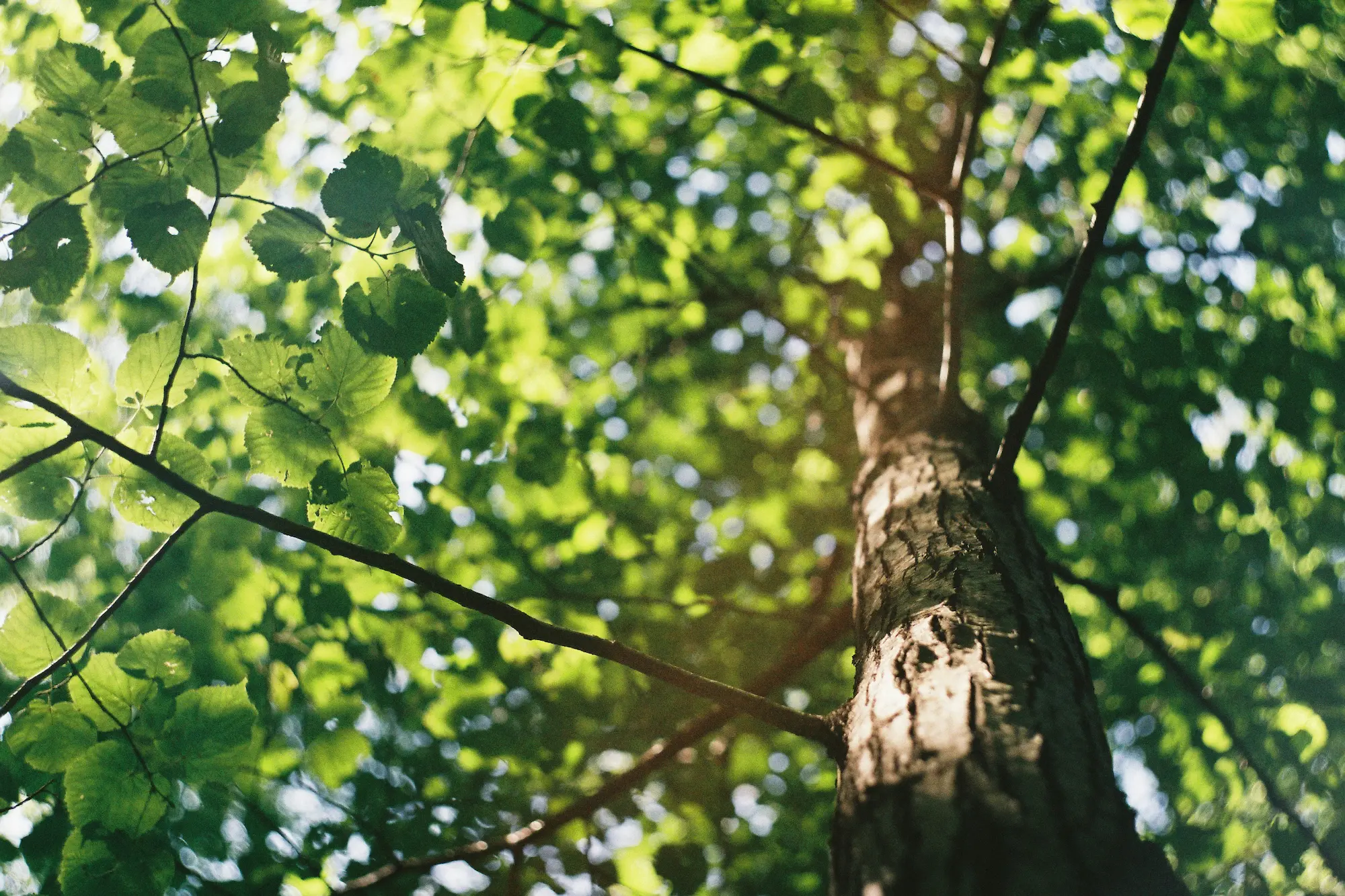 Professional tree pruning service in Buffalo, with a worker using tools to trim branches on a large tree.